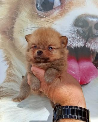 Spitz miny toy femmina