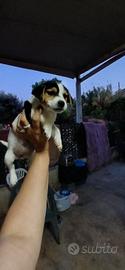 Jack russell nani