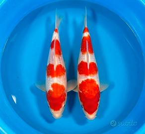 Carpe koi Kohaku