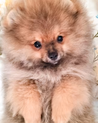 Cuccioli di Spitz di Pomerania nano (Volpino)