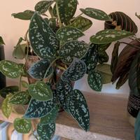 pianta scindapsus pictus