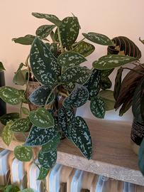pianta scindapsus pictus
