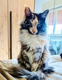 Maine coon femmina intera