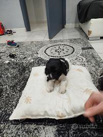 Cocker spaniel inglese