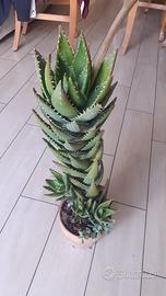 Pianta Aloe con fiore, cm 64