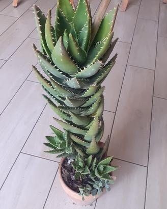 Pianta Aloe con fiore, cm 64