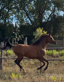 Cavallo arabo