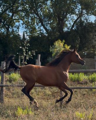 Cavallo arabo