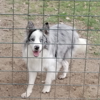 Border collie per monta