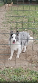 Border collie per monta
