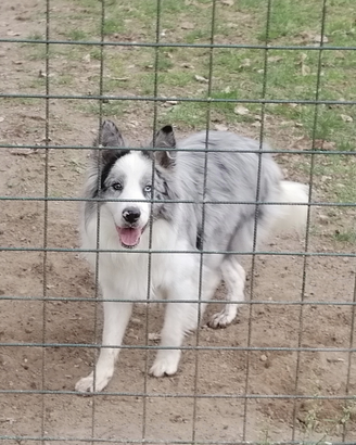 Border collie per monta