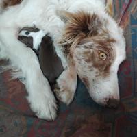 Cuccioli pastore Australiano e border collie