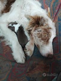 Cuccioli pastore Australiano e border collie