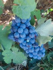 uva per fare il vino