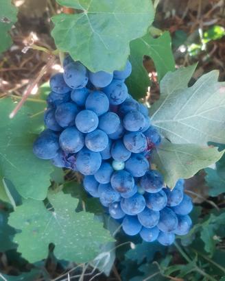 uva per fare il vino