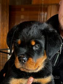 CUCCIOLO ROTTWEILER 1*scelta