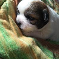 Aprile chihuahua femmina con pedigree