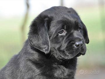 Cuccioli Labrador neri chocolate con Pedigree