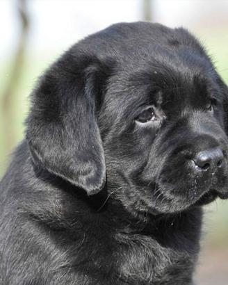 Cuccioli Labrador neri chocolate con Pedigree