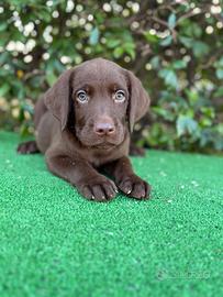 Labrador Pedigree