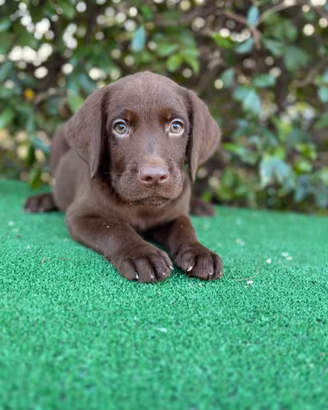 Labrador Pedigree