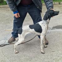 Pointer inglesi cuccioli 5 mesi femmina
