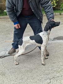 Pointer inglesi cuccioli 5 mesi femmina