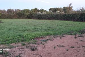 terreno agricolo