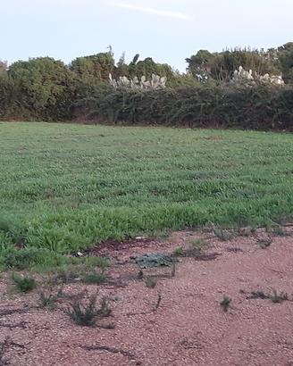 terreno agricolo