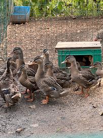 Anatre di germano reale