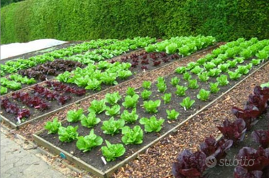 Orto o terreno agricolo a Pergine Valsugana