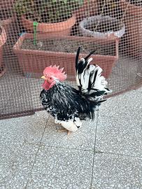 Gallina Enana Japonesa
