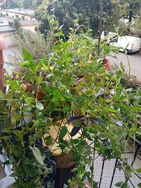 Pianta grande mista tradescantia e timo