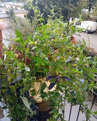 Pianta grande mista tradescantia e timo