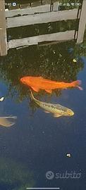 Carpe koi