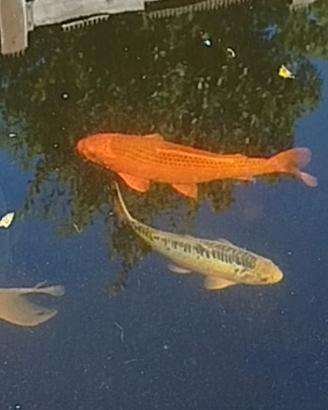Carpe koi