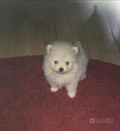 Spitz nano di Pomerania