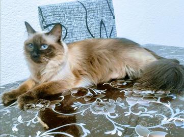 Gatto Femmina