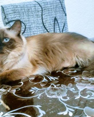 Gatto Femmina