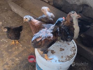 Pulcini galline ovaiole