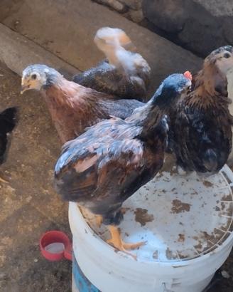 Pulcini galline ovaiole