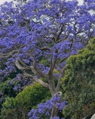semi di Jacaranda Mimosifolia