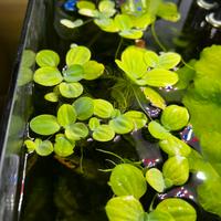 Pistia galleggiante