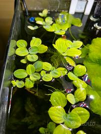Pistia galleggiante