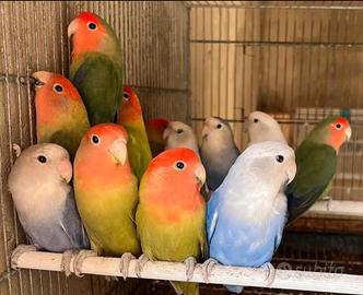 Coppia inseparabili