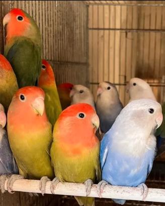 Coppia inseparabili