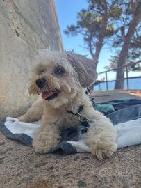 Maltipoo