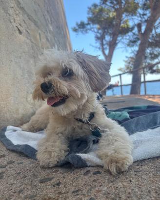 Maltipoo