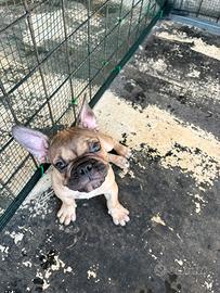 Bulldog Francese
