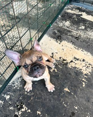 Bulldog Francese